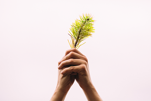 Green Cleaning